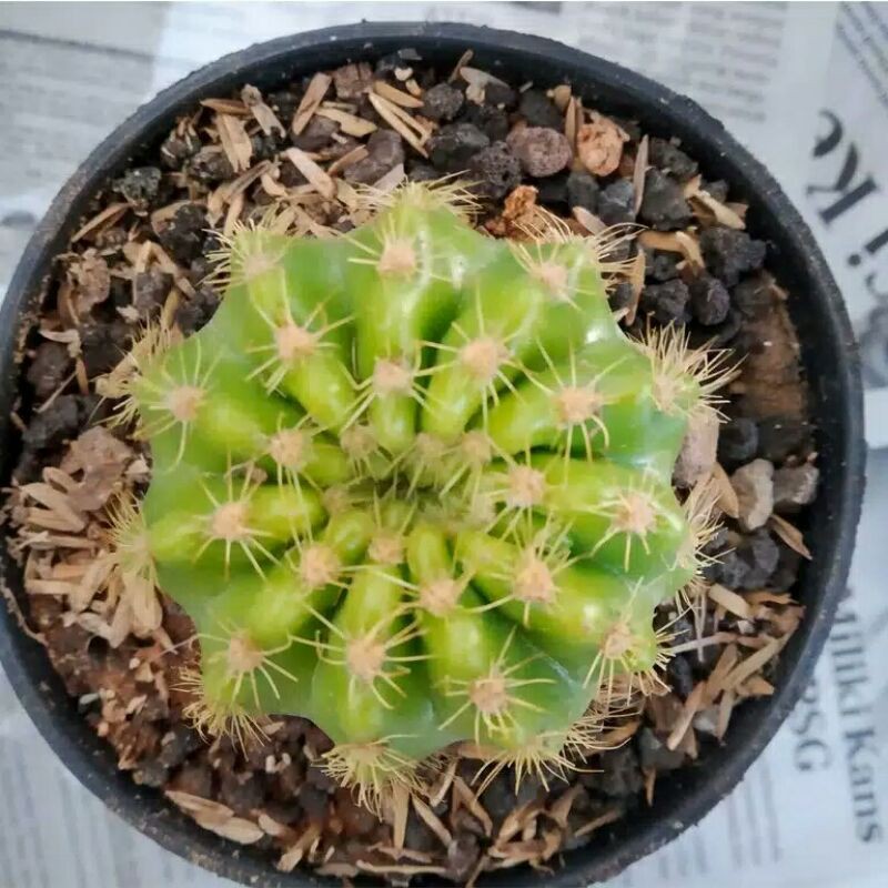 Kaktus Ownroot Echino Kaktus Besar Jumbo Termurah