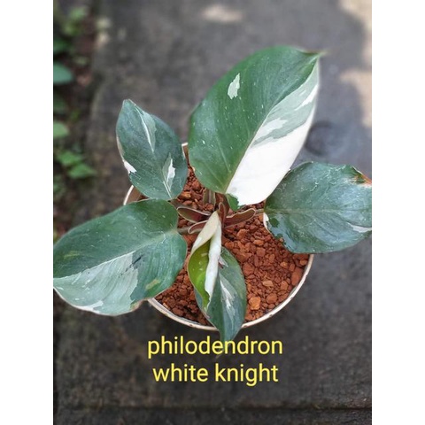 TANAMAN HIAS PHILODENDRON WHITE KNIGHT VARIEGATA TANAMAN PHILO WHITE KNIGHT MABLE VARIGATA