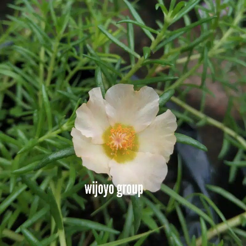 Krokot Tiara Poncowati