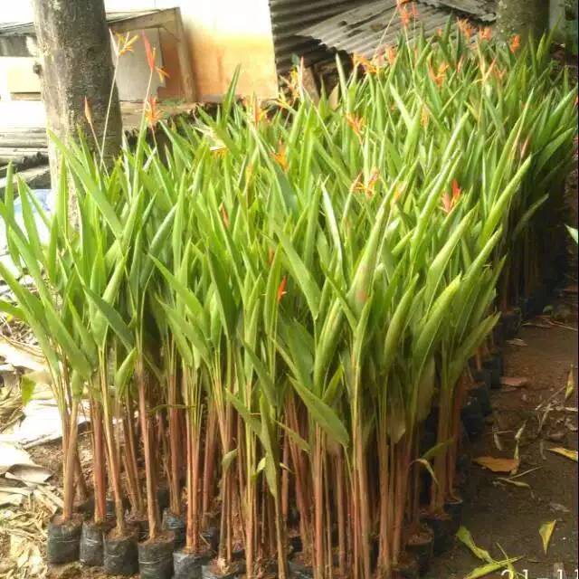 Tanaman hias pisang Pisangan - hiasan taman - pohon pisang - pisang pisangan - pisang