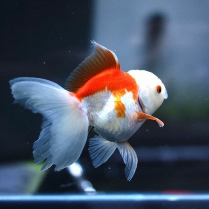 Ikan Mas Koki Oranda RW / ikan hias aquarium / aquascape