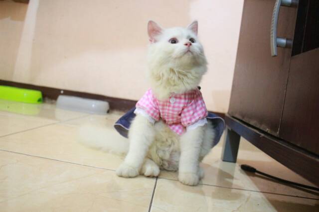 Dress kotak-kotak pinky lucu untuk kucing dan anjing / baju kucing murah meriah size S M L XL