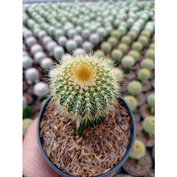 Kaktus Grafting Lening