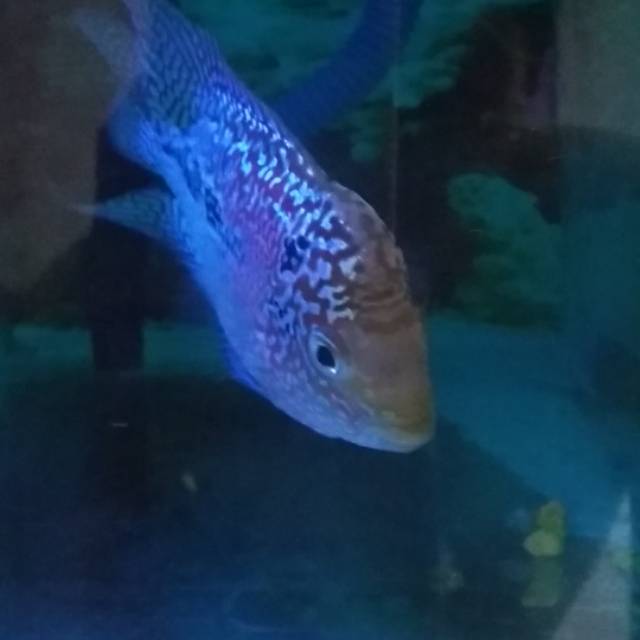 kamfa F3 mongkol mata putih