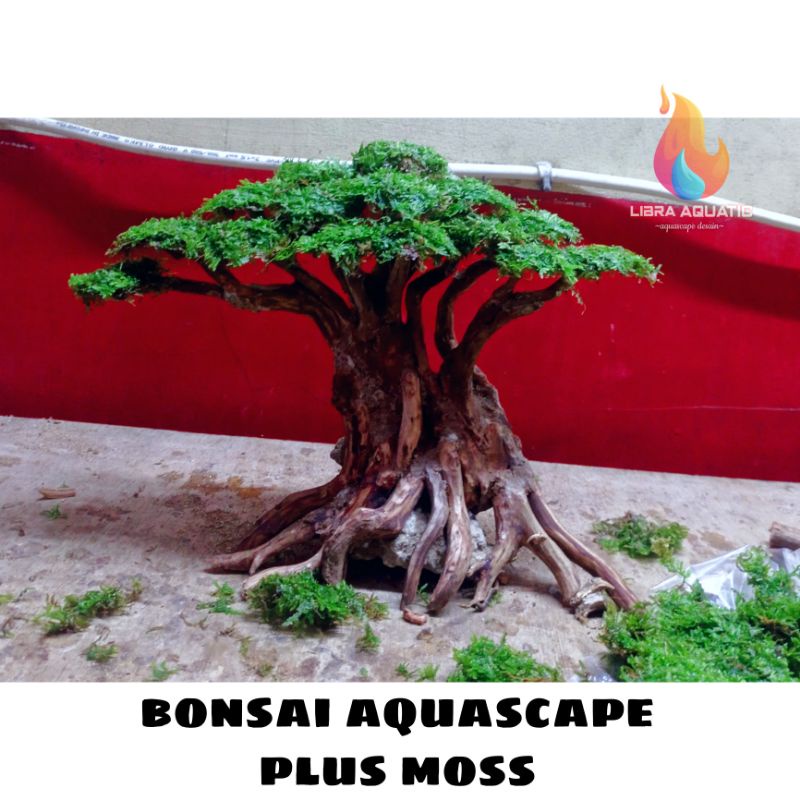 BONSAI AQUASCAPE BONUS MOSS