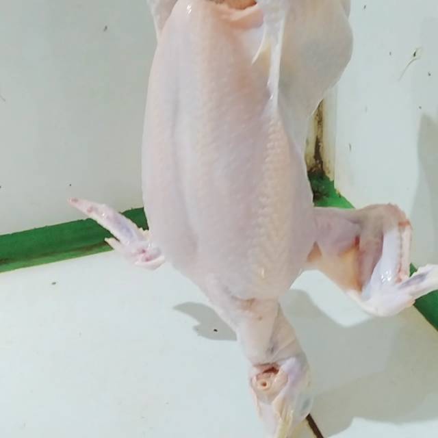 

Ayam Boiler Utuh uk. 1.4 - 1.5 ( berat hidup)