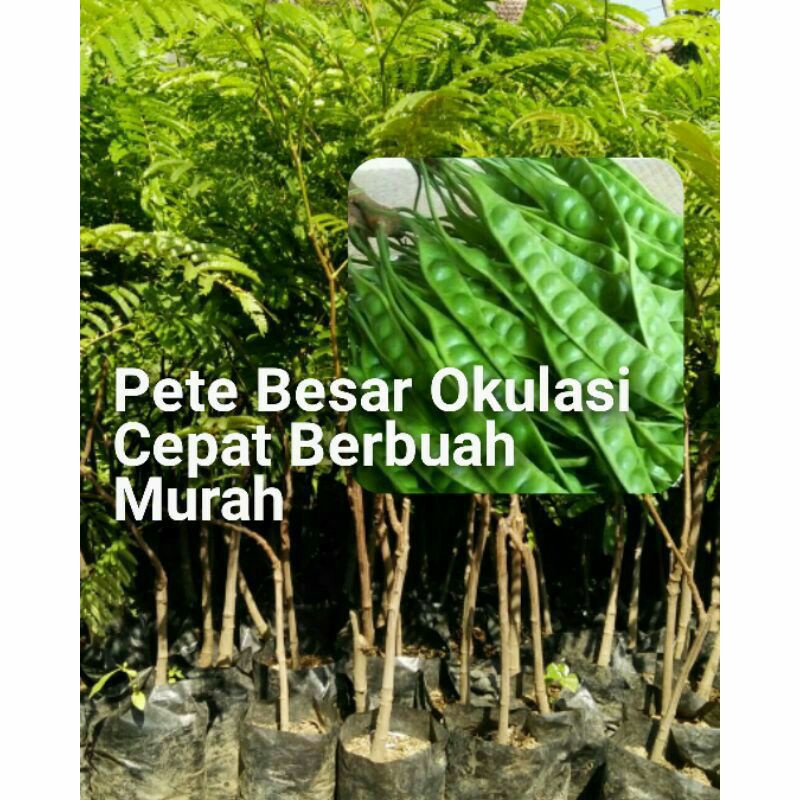 

bibit pete cepat berbuah