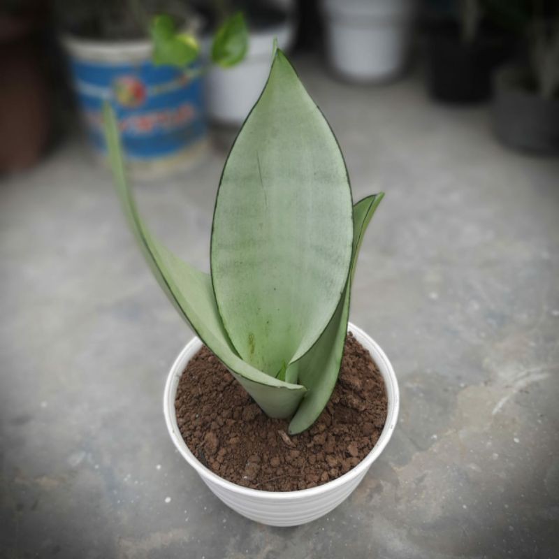 Tanaman hias Sansivera Moonshine - Tanaman Indoor - Tanaman pembersih udara - Tanaman hidup - Bunga 