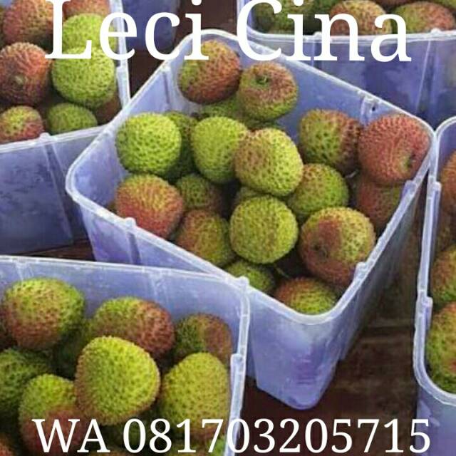 Buah Leci CHINA Import Segar