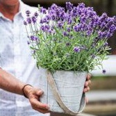 tanaman lavender pengusir nyamuk