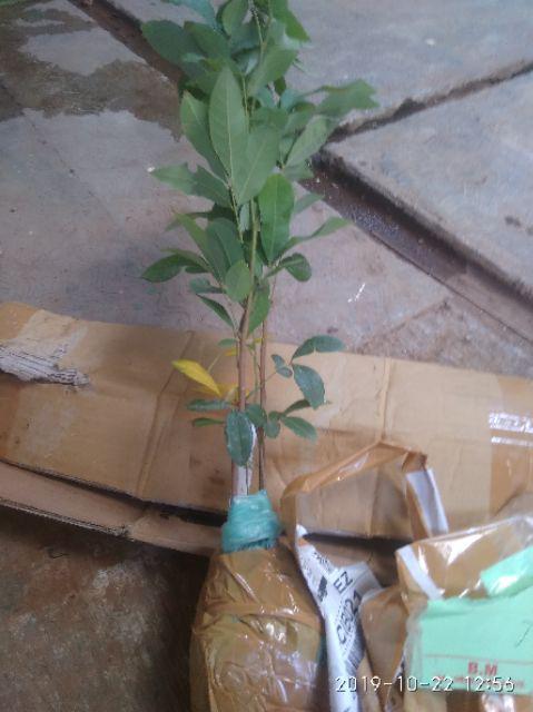 Diskon Bibit Tanaman Buah Kiwi 1paket (2 Pohon)