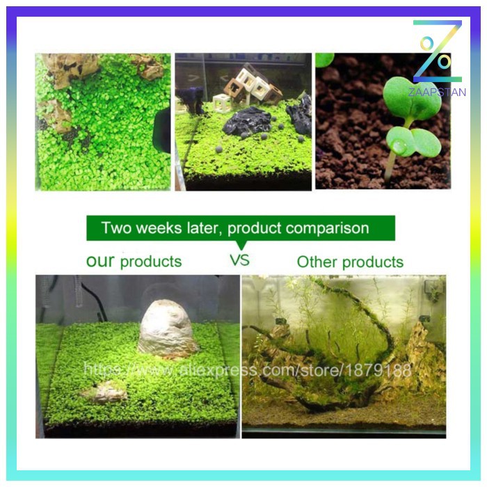 Bibit Rumput Air Dekorasi Aquarium Landscape Ornament Love Grass - H00