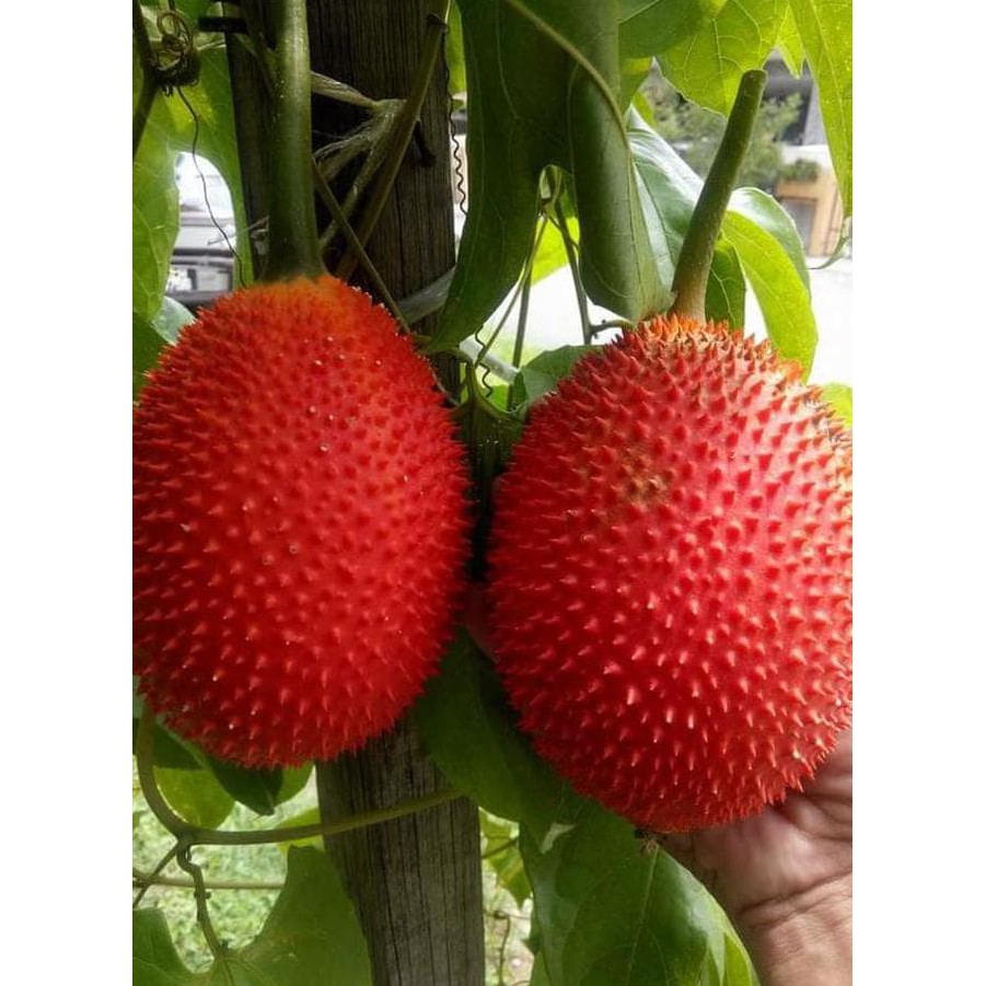 TERBAIK Back Bibit Buah Gac Fruit H4I TERMURAH