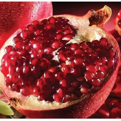 Bibit delima merah biji lunak