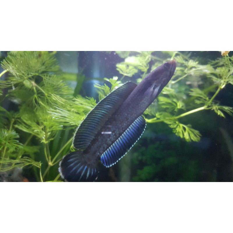 SNAKEHEAD  ANDRAO BLUE DRAFT