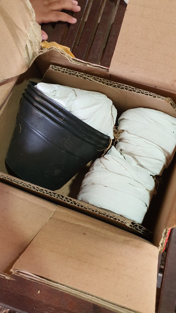 Tanaman Kaktus Hias Cactus Golden Barrel Barel