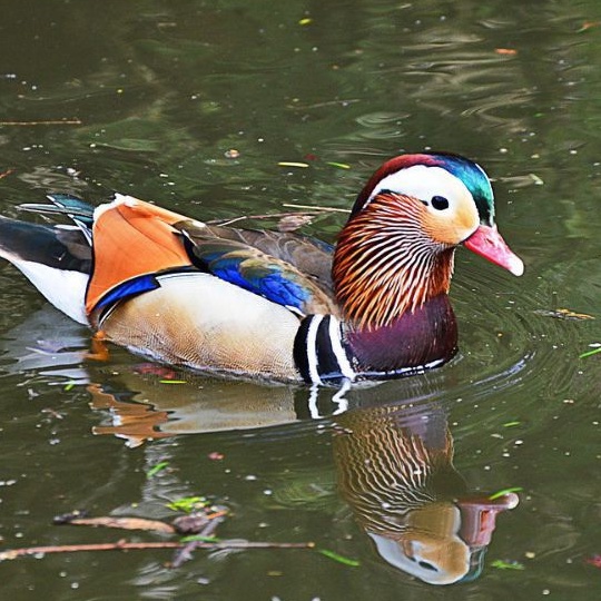 telur bebek hias Mandarin duck