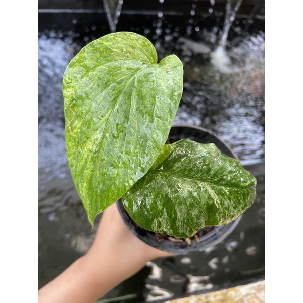 amydrium zippelianum var