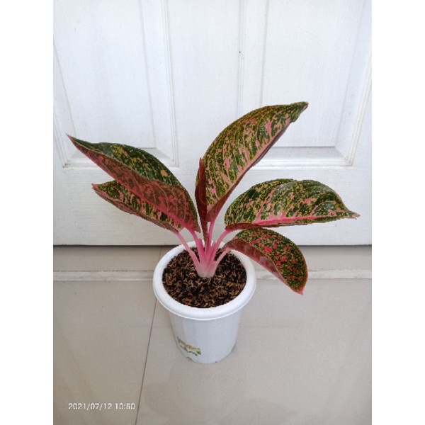 Aglaonema Arini