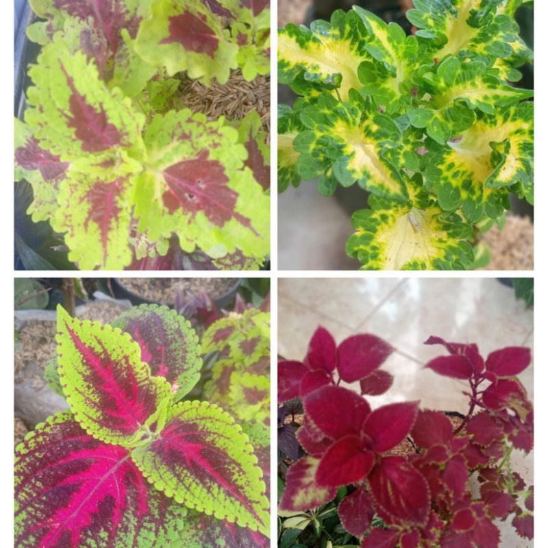 Tanaman hias miana varian warna