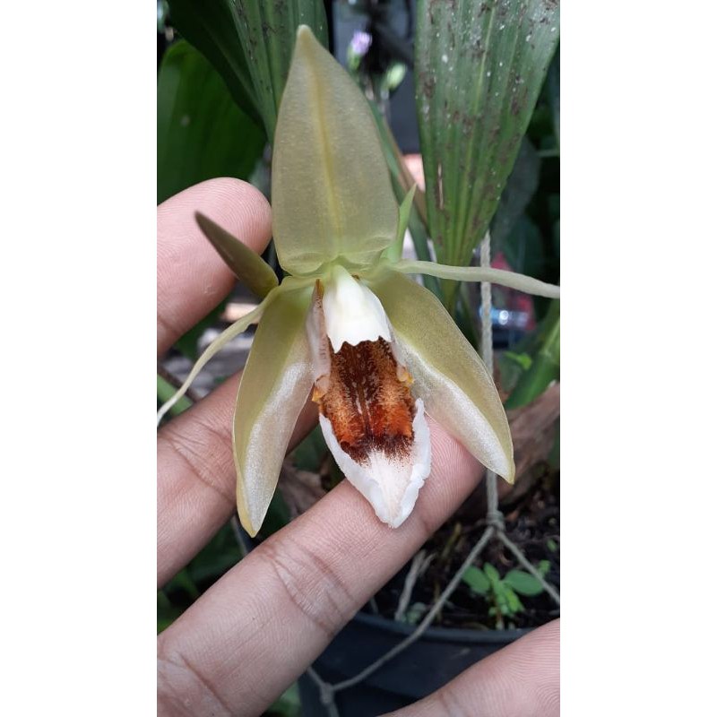 Coelogyne speciosa