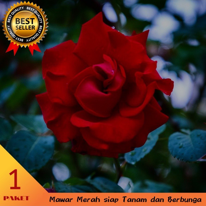

ichi - Mawar Merah (1pohon) siap Mekar ( gratis polybag+ pupuk ) Segar dan Harum