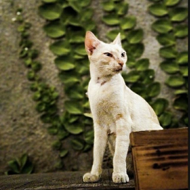 yuliananuurazizah