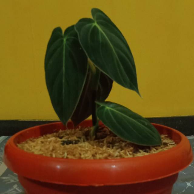 Melano