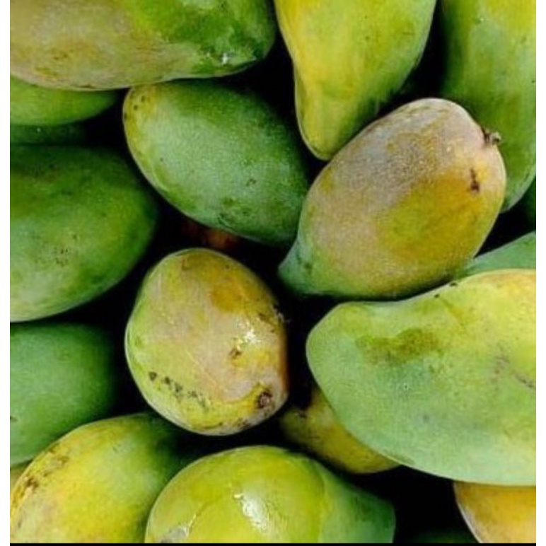 

Buah Mangga Per Kg