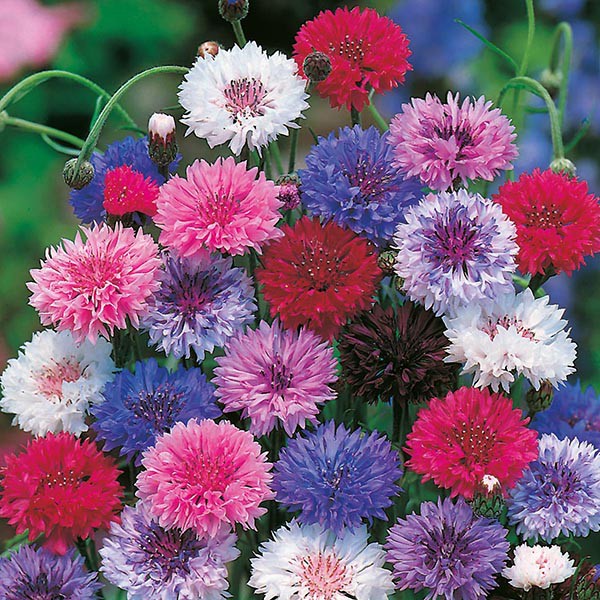 Benih Bibit Biji - Bunga Cornflower Tall Mixed (Centaurea cyanus) Flower Seeds - IMPORT