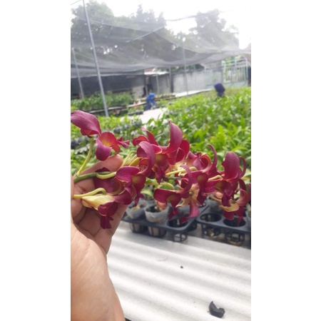 dendrobium dewasa ber id