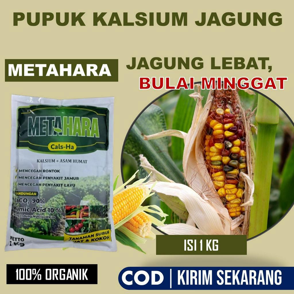 METAHARA 1 Kg Pupuk Jagung Terbaik Mengatasi Penyakit Bercak Daun Jagung, Hawar Daun Jagung, Karat D