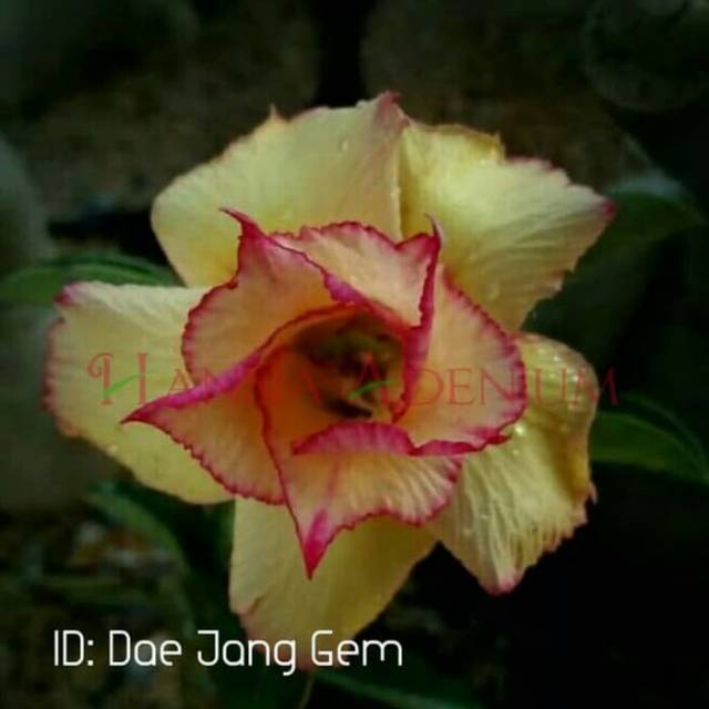 Bibit Bunga Kamboja Adenium Dae Jong Gem - Tanaman Hias
