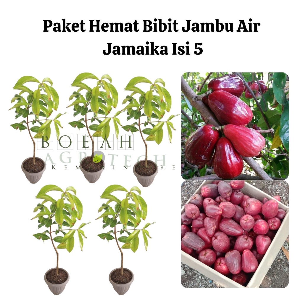 Paket Hemat Bibit Jambu Air Jamaika Okulasi Isi 5 Bonus Bibit Strawberry+Polibag