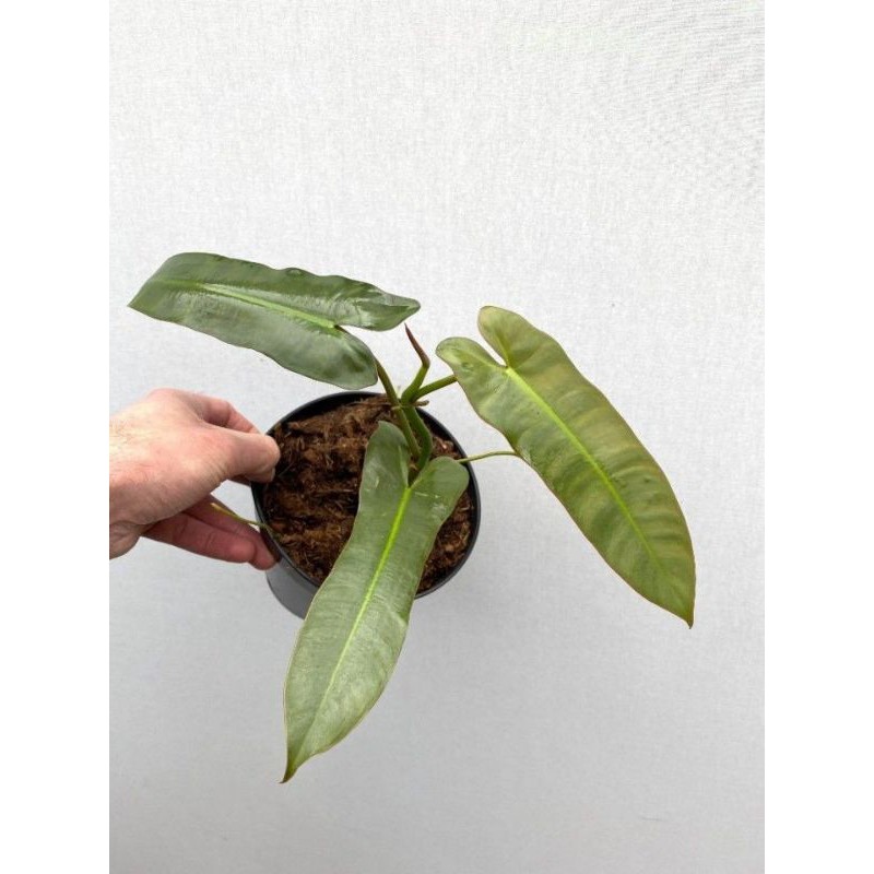 Tanaman Hias Philodendron atabapoense