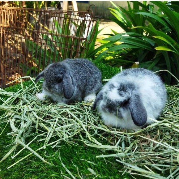 Kelinci Hias Holland Lop Chincila