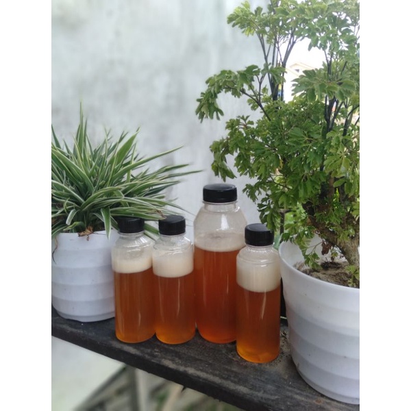 

madu asli danau sentarum ¼ kg Rp.50.000