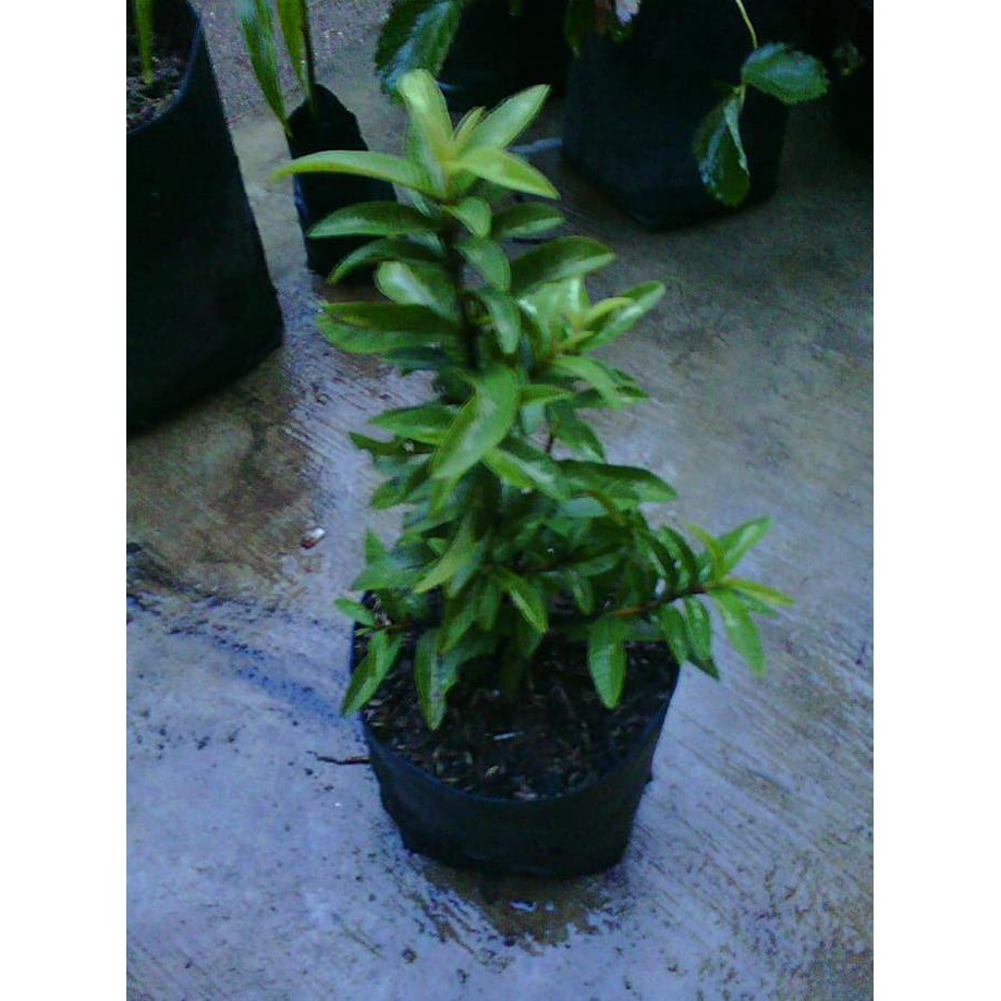 $BARU# BIBIT JAMBU BIJI KERIKIL / MINI / KLUTUK VARIEGATA NY@R