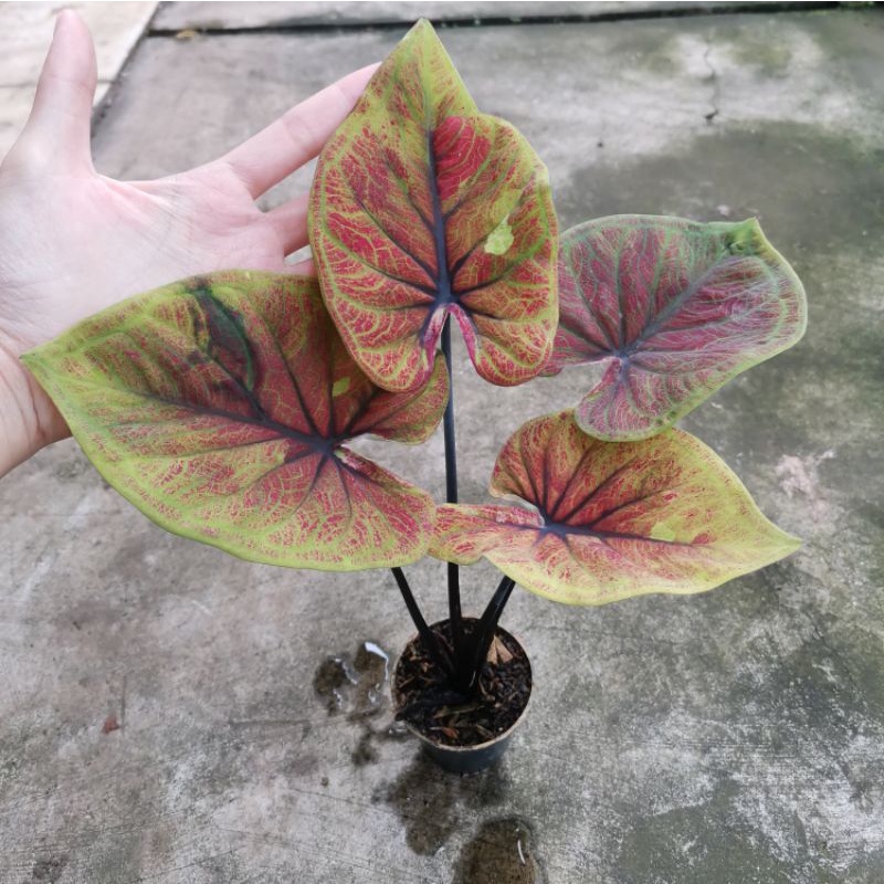 Bibit Keladi H51 dewasa real pict - Caladium Black Copper / Black Angel