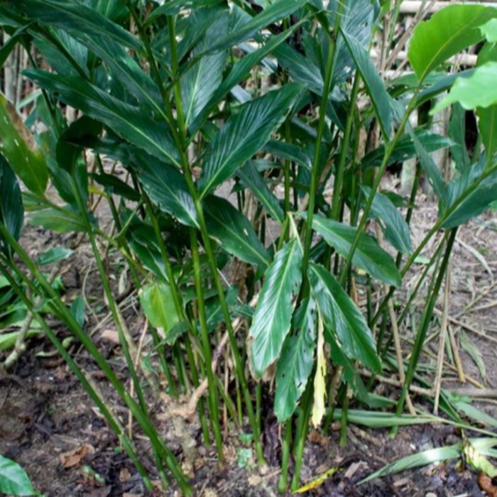 

Terbaik Daun Kapulaga kapol 1 kg