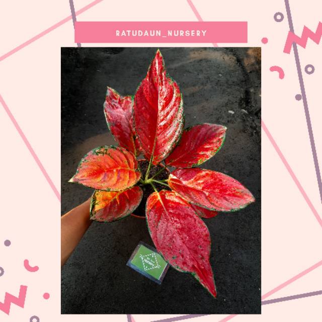  Aglaonema  Aglonema  Red  Venus  B ratudaun nursery Shopee 