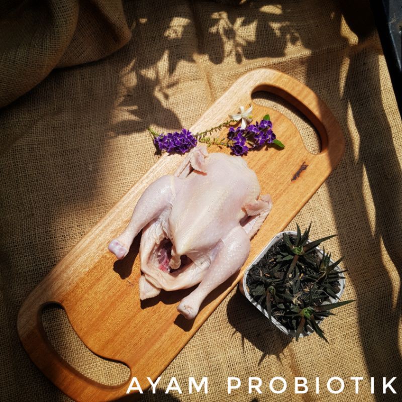 

Ayam Probiotik Cipangeran 600-700 gram