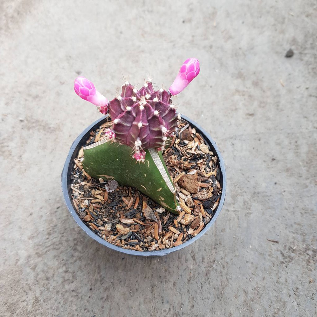 KAKTUS GYMNOCALYCIUM GYMNO SIKLAM UNGU BUNGA CACTUS SUKULEN HIAS DAN POT