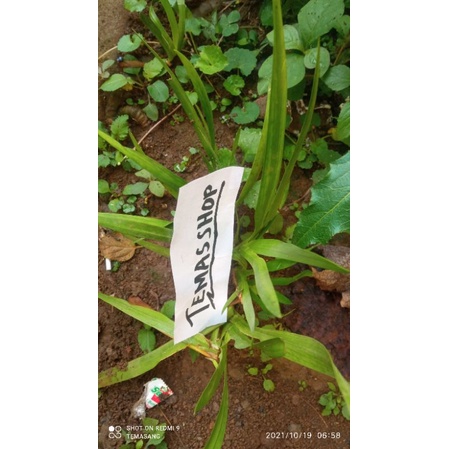 dringo obat herbal tanaman dringo