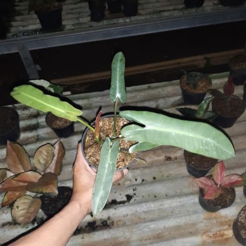 PHILODENDRON ATABAPOENSE TANAMAN BUNGA PHILO KABEL BUSI ORI BUNGA MURAH BERKUALITAS