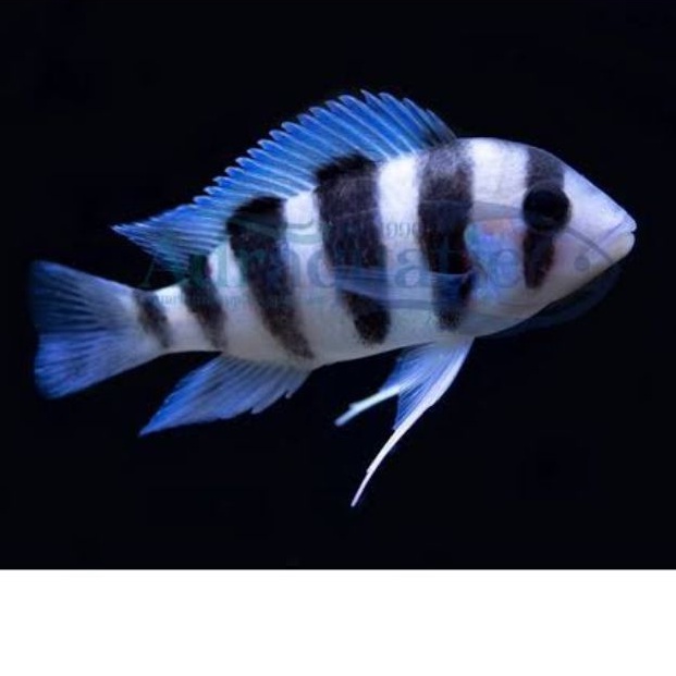 cichlid frontosa burundi ikan hias aquarium afrika