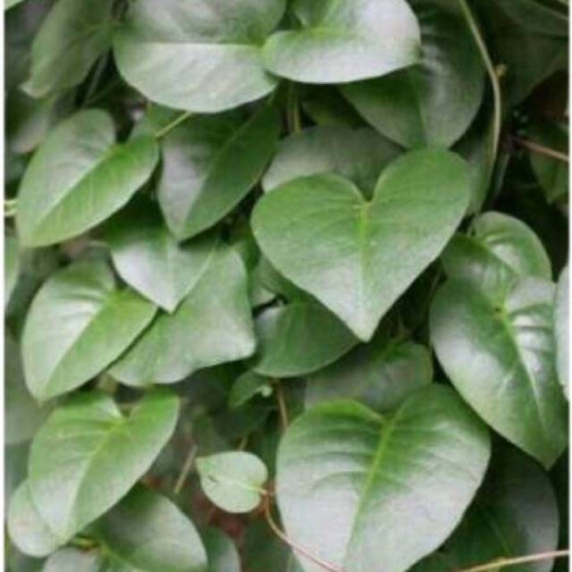 

Daun binahong fresh 400 gr