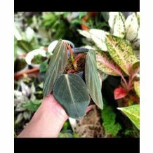 Ph. Gigas