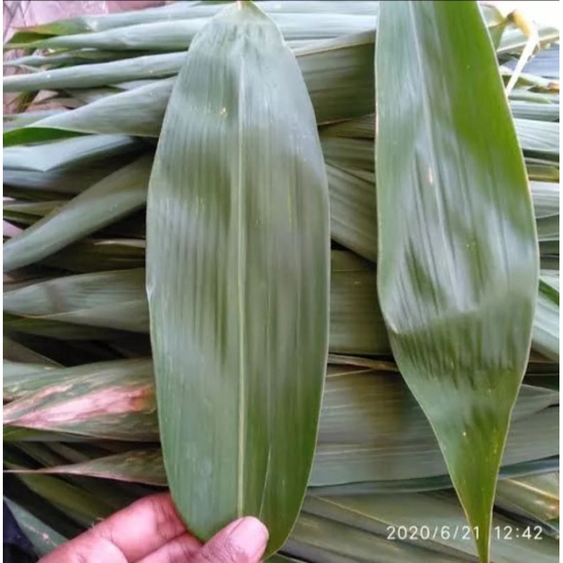 

DAUN BAMBU ISI 100 LEMBAR