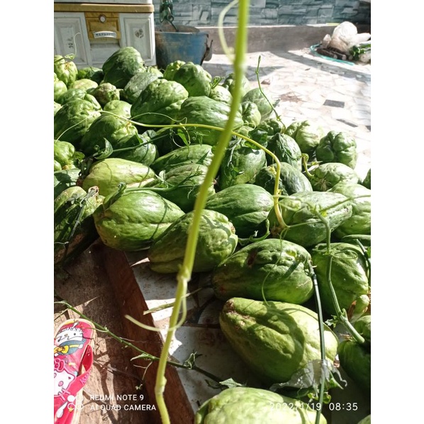 Bibit labu Siam labu jipang bibit per 4 buah